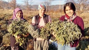 Adaçayı yağı her derde deva