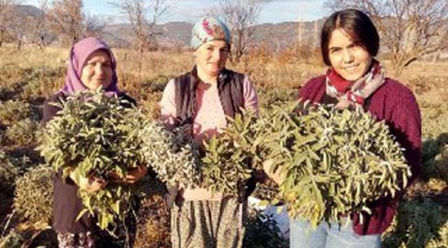 Adaçayı yağı her derde deva