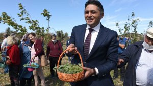 Anadolu Adaçayı ile İzmir Kekiğinin hasadı yapıldı