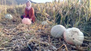 Anneannesinin sandığından çıkan tohumlar dev bal kabağı oldu