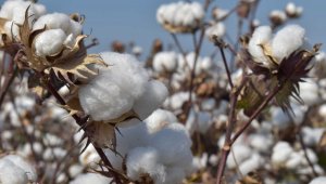 Artan pamuk fiyatları üreticiyi memnun etti