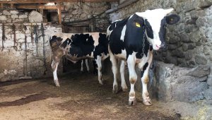 Aydın'da 33 mahalle şap nedeniyle karantinada