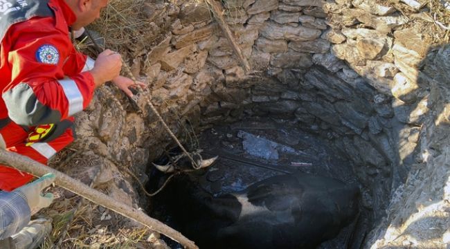 Balçova'da kuyuya düşen inek kurtarıldı