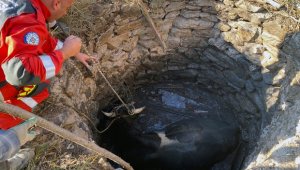 Balçova'da kuyuya düşen inek kurtarıldı