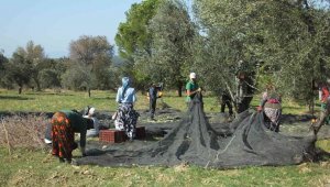 Balıkesir'de zeytin hasadı binlerce vatandaşa ekmek kapısı oldu