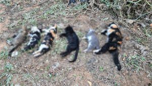 Bodrum'da 20'den fazla kedi zehirlenerek öldürüldü