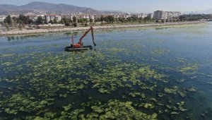 Bostanlı sahili yine deniz marulu kapladı