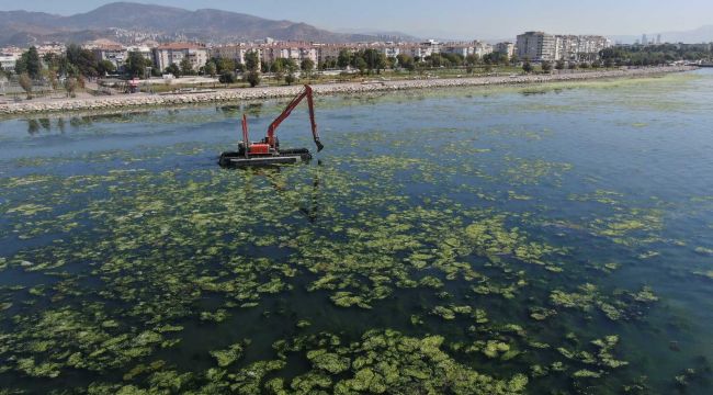Bostanlı sahili yine deniz marulu kapladı