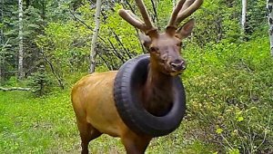 Boynunda araba lastiğiyle dolaşan geyik kurtarıldı