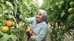 Bu domatesler 1.6 kilo