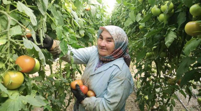 Bu domatesler 1.6 kilo