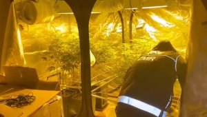 Buca'da evin içine esrar serası kurdular