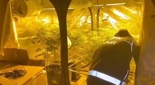 Buca'da evin içine esrar serası kurdular