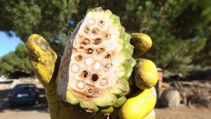 Çamfıstığını vuran sinek verimi düşürdü