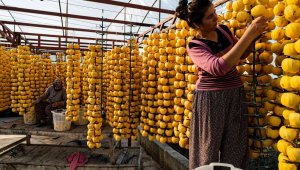 Cennet elması bir mahallenin geçim kaynağı oldu