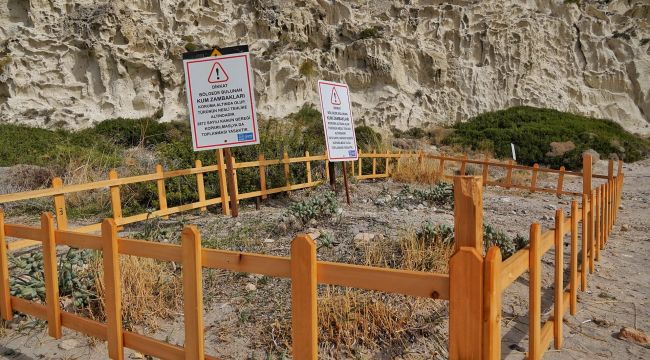 Çeşme'de kum zambakları koruma altına alındı