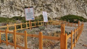 Çeşme'de kum zambakları koruma altına alındı