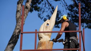 Çeşme'de kuru ağaçlar sanat eserine dönüşüyor