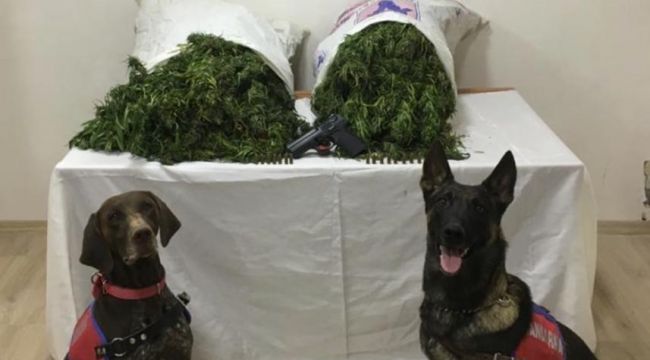 Denizli'de 18,8 kilo esrar ele geçirildi