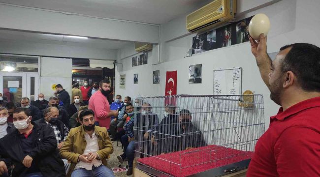 Deve kuşu yumurtası mezata çıktı almak için yarıştılar