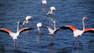 Flamingolar, Aliağa'yı renklendiriyor