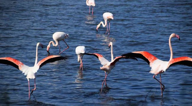 Flamingolar, Aliağa'yı renklendiriyor