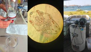 Foça Karakum sahilinde Türkiye'de bir ilk