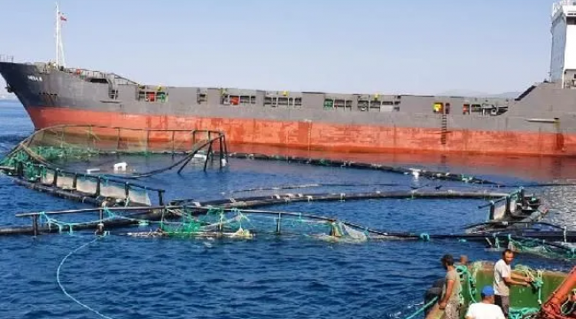 Gemi, balık çiftliğine daldı: 750 bin balık kaçtı
