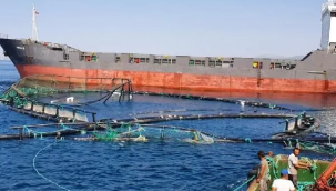 Gemi, balık çiftliğine daldı: 750 bin balık kaçtı