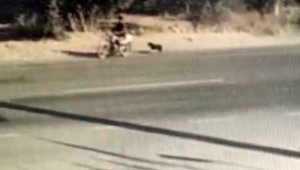 Hayvanları Koruma Günü'nde köpeğe işkence kamerada