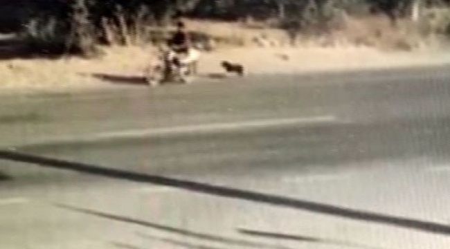 Hayvanları Koruma Günü'nde köpeğe işkence kamerada