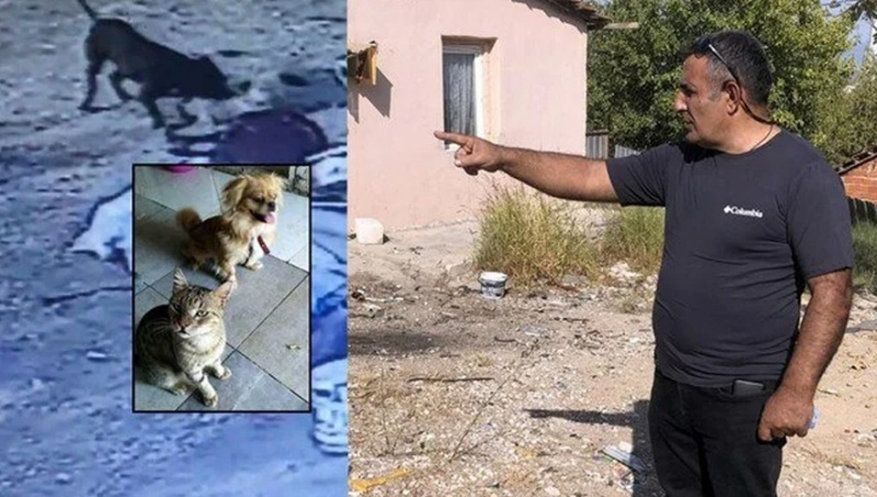 İki pitbull saldırdı, öldürdü ve yaraladı
