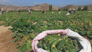 İzmir'de salatalık üreticileri dertli