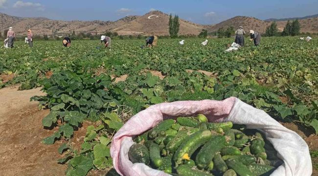 İzmir'de salatalık üreticileri dertli