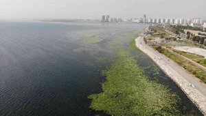 İzmir'i deniz marulu sardı, bilim adamı uyardı