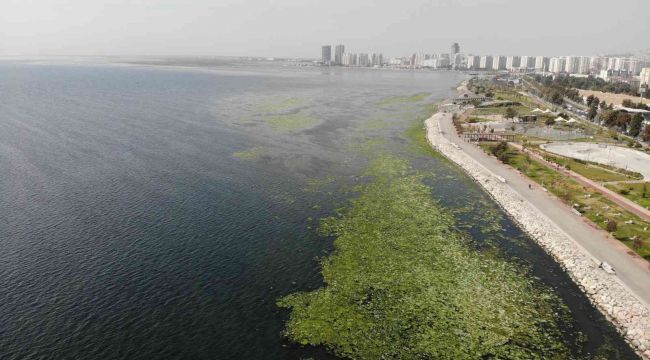 İzmir'i deniz marulu sardı, bilim adamı uyardı