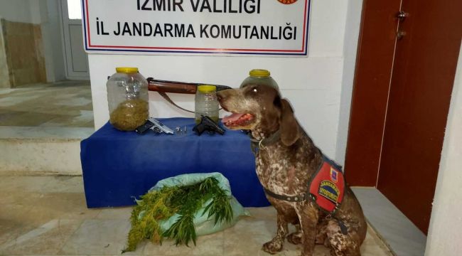 Jandarmadan baskın: 50 kilo esrar ele geçirildi