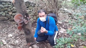 Kuşadası'nda yeni bir mantar türü daha keşfedildi