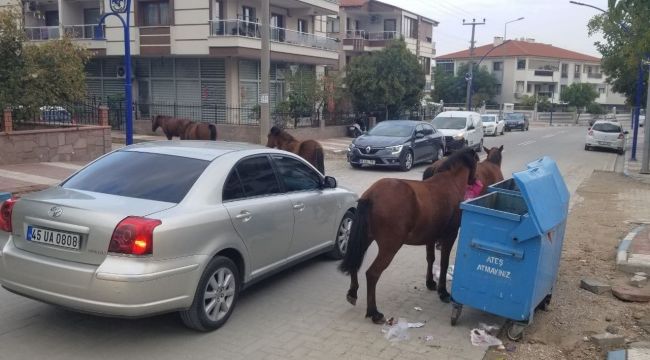 Manisa'da Yılkı atları da sokak hayvanlarına eklendi
