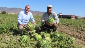Manisa'dan Dubai'ye karpuz ihraç ediyor