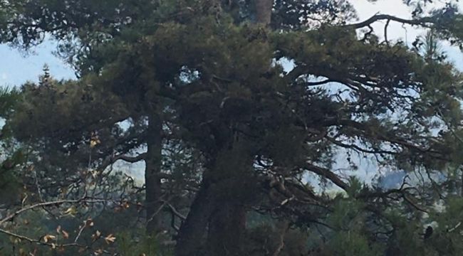 Muğla'da ormana yıldırım düştü, yangın çıktı