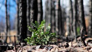 Muğla'da yanan ormanlar küllerinden yeşeriyor