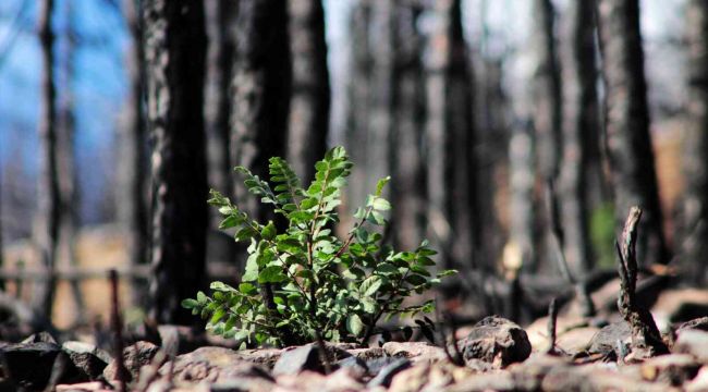 Muğla'da yanan ormanlar küllerinden yeşeriyor