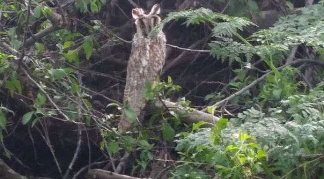 Nesli tükenmekte olan kulaklı orman baykuşu görüntülendi