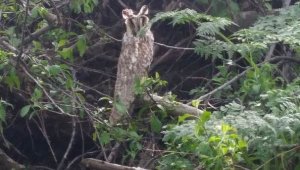 Nesli tükenmekte olan kulaklı orman baykuşu görüntülendi