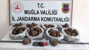 Orman'ın çam fıstığı tohumları çalındı