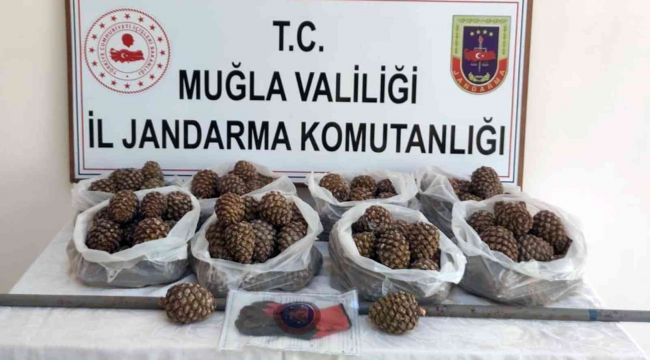 Orman'ın çam fıstığı tohumları çalındı