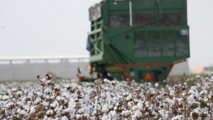 Pamukta altın yıllar çok yakın