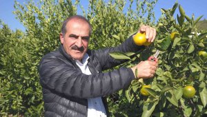 Satsuma mandalinanın ihracat yolculuğu 27 Ekim'de başlıyor