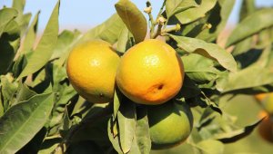Satsuma'nın 'yok yılı'